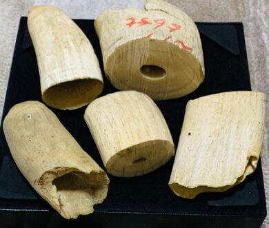 鯨歯買取のご案内 | 古美術ますけん